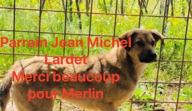 MERLIN - (Jean Michel Lardet)retour adoption  36692d10