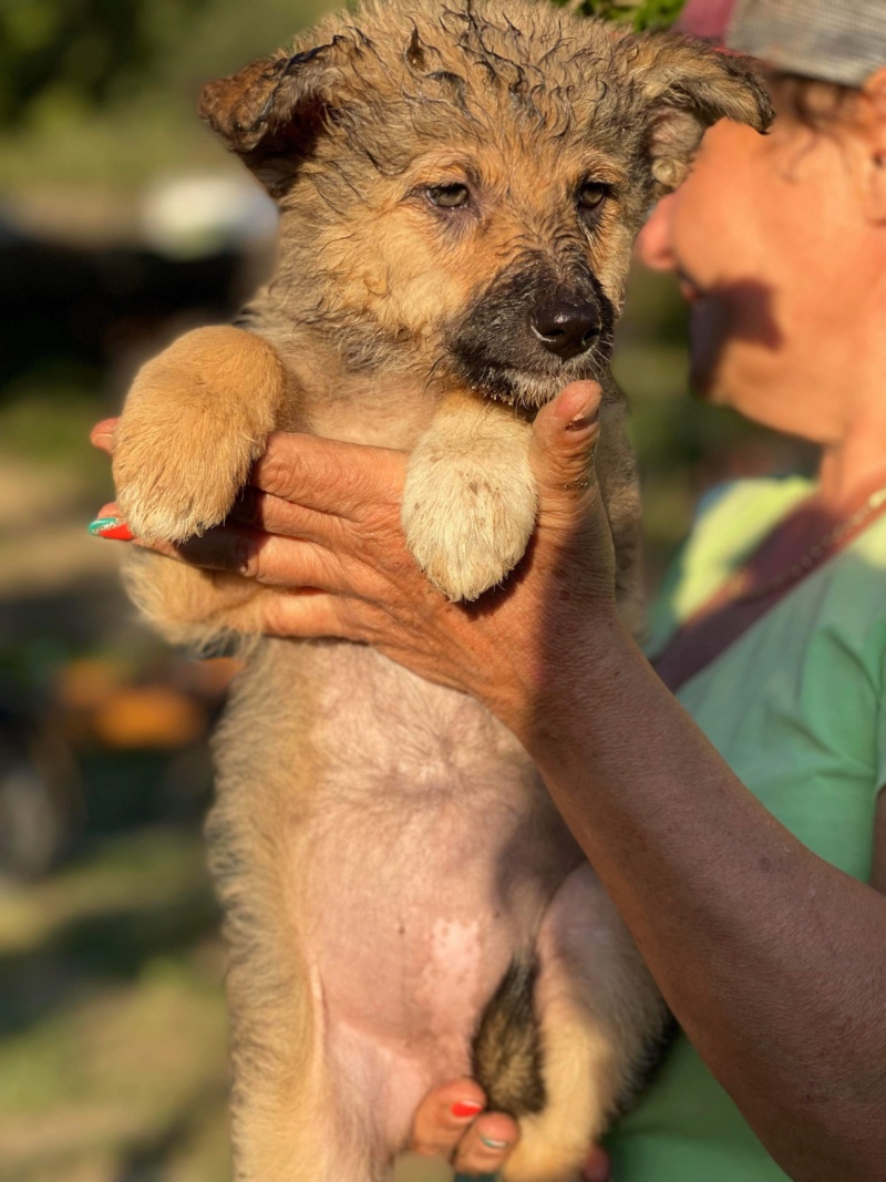 LOUU Chiot 2 (Adeline D)  - sauvetage Mathilde adoptée par Maxence S. dans le 26 379d2510