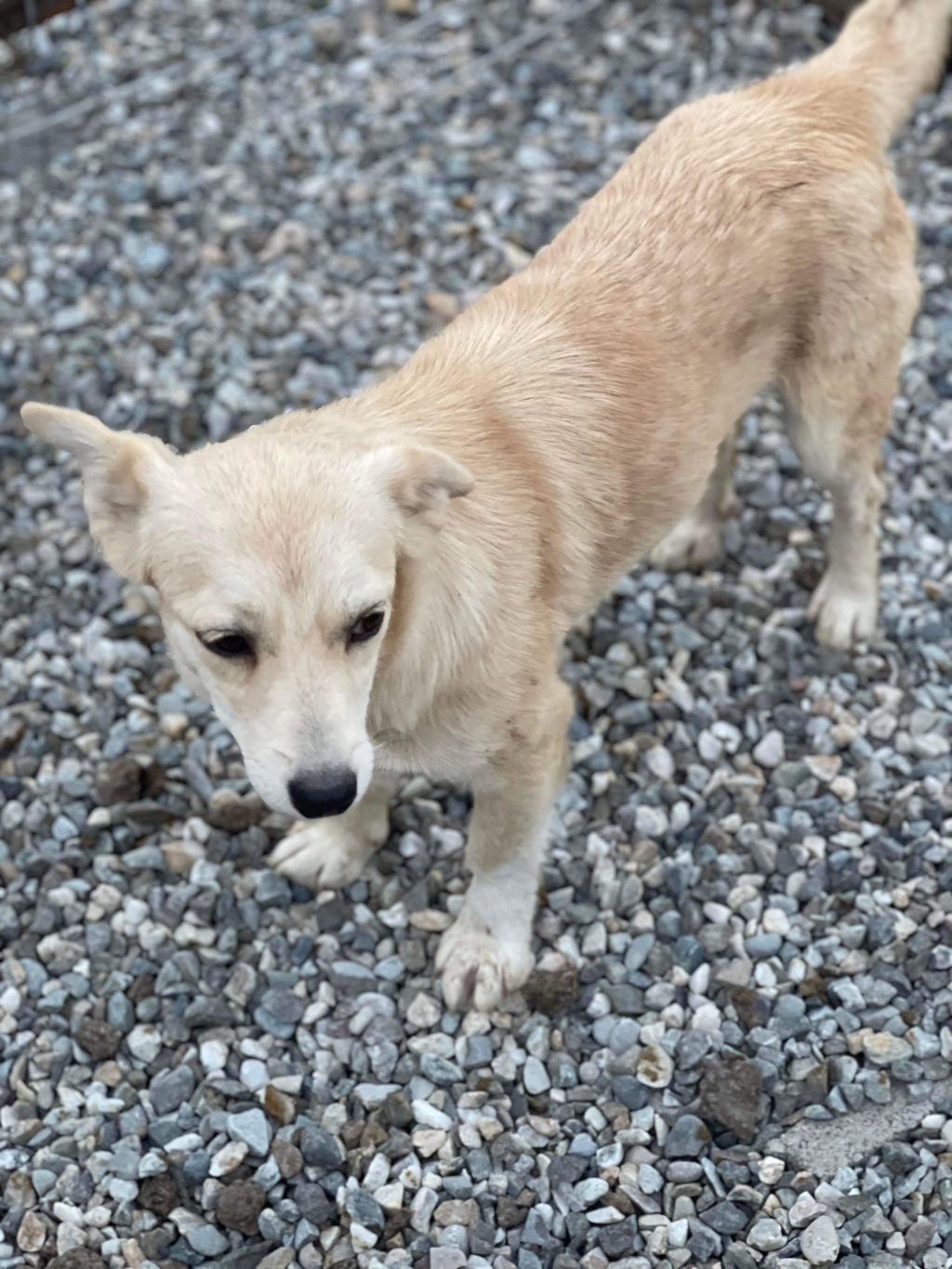 DOTTY - chiot Elena adoptée par Virginia R. dans le 94 37f96810