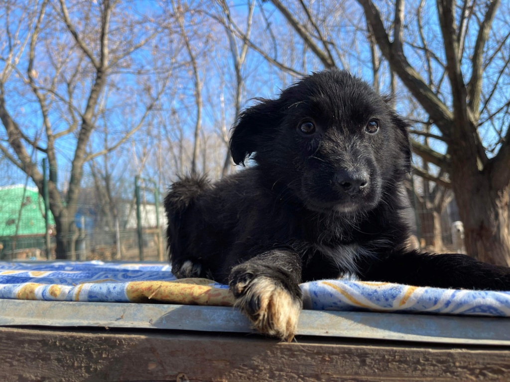 BROWN ✅ - (Christine Lefetz) bébé Calarasi  3f6b8f10