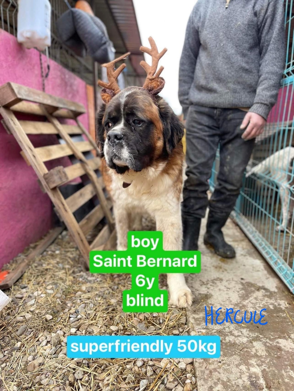 HERCULE  - St Bernard Nicoleta adopté par Nathalie D. dans le 36 484e8410