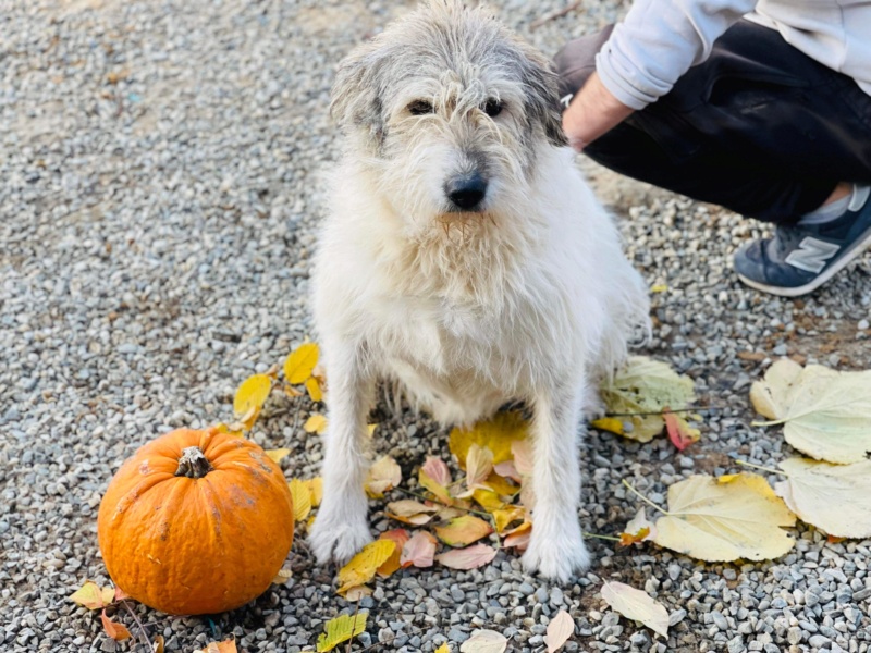 TOSHKA Chien 9187 ✅  (Sabine Ankenbrank) - Calarasi sauvetage 14/02/2022 adoptée par Ingrid BALOCCO 38 51d11d10