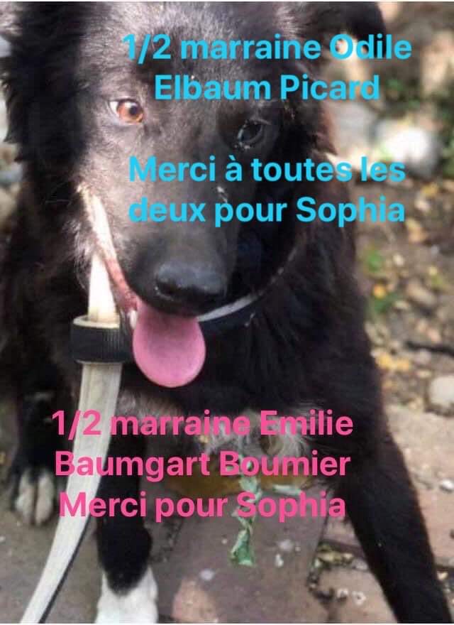 SOPHIA (1/2 Emilie Baumgard Boumier 1/2 Christine Geinoz) - chien Elena adoptée par Madeleine Alvarez 78 5419fe10