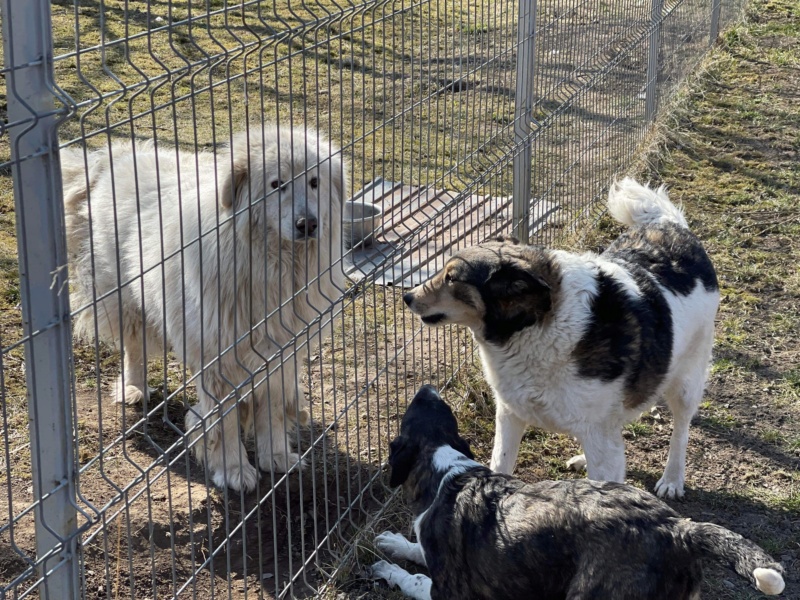 NAIKA ✅ (k.Prince et Laura Le Seven ) maman Lenuta - sauvetage 17/03/21  - chip ok adoptée par FERON Nicole 14 54676f10