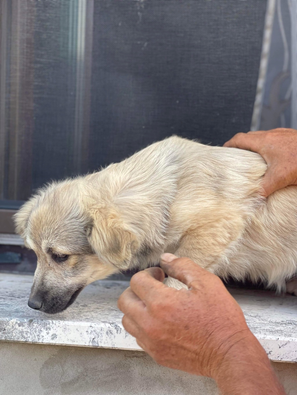 HILDA - chiot Nicoleta - adoptée par Martine D. dans le 92 5665d610