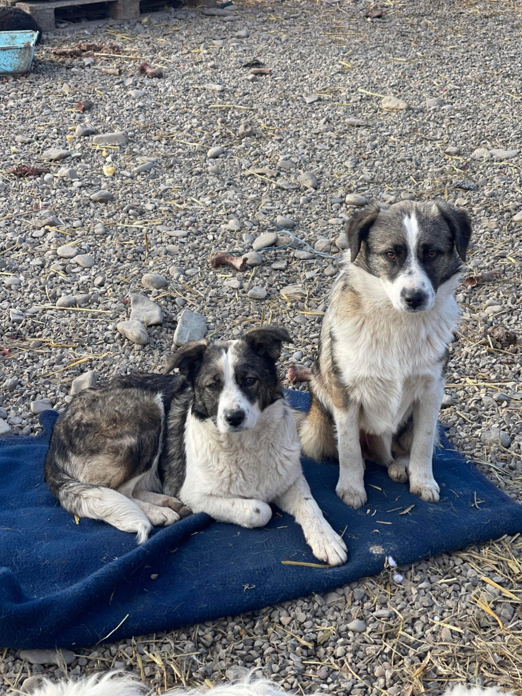 PRUNE (Audrey MATHÉ) - chien Nicoleta - petite taille adoptée par Myriam U. 67 577a7e10