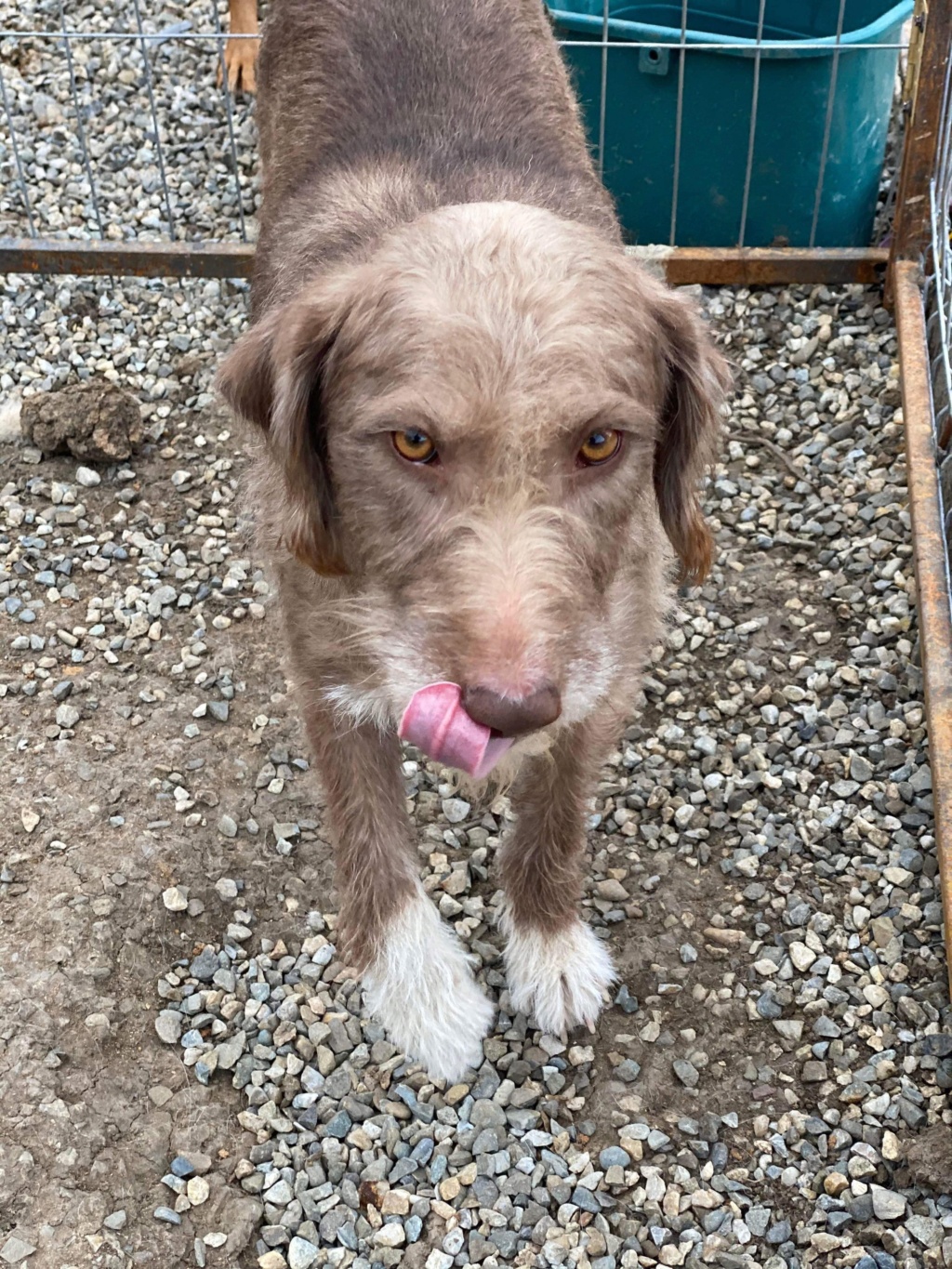 HARMONIE - Chien Elena moustache - adoptée par  Lucile D. dans le 78 5dbe8110