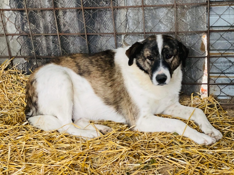 DAKOTA ✅  - (Carine VIDAL) - rapatriement Marius  04/01/2021 - chip ok 63298310