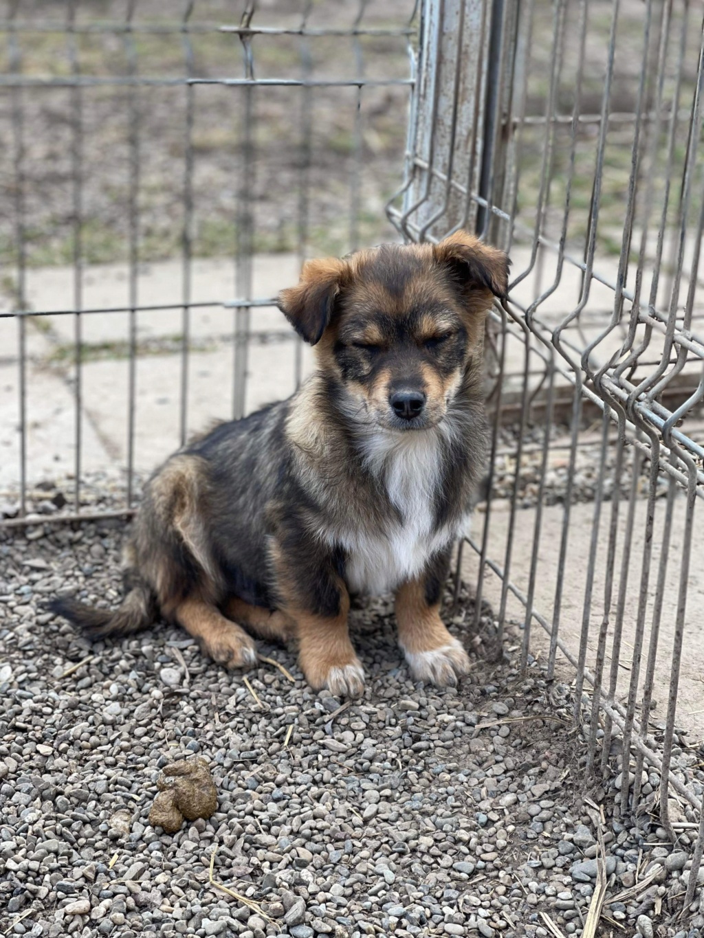 ALADIN (Elena) - fratrie 8 chiots - adopté par Marie Laure M. dans le 46 6eab2310