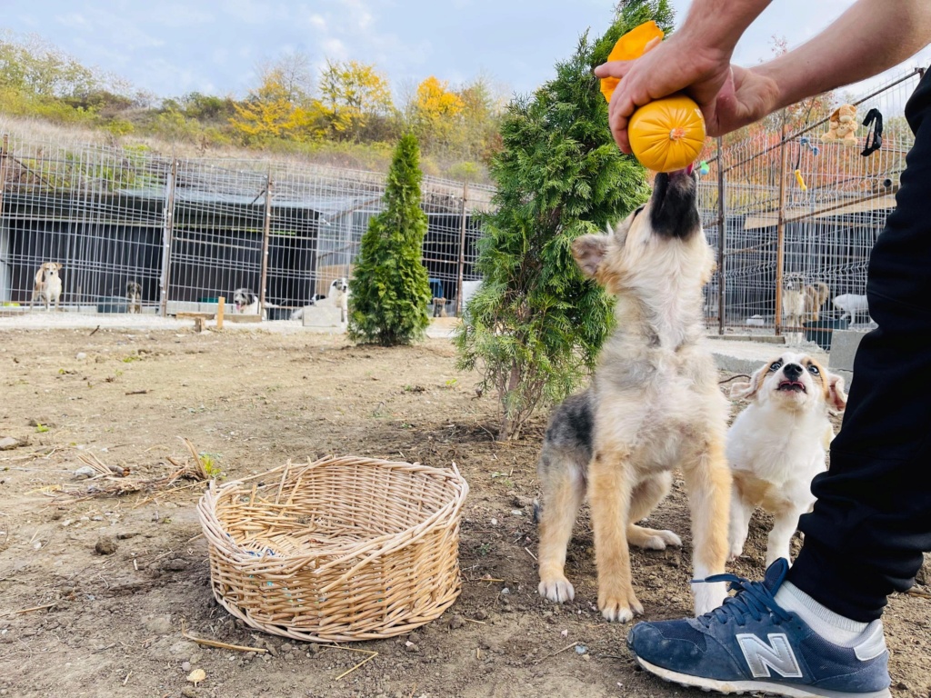 ELSA - chiot Elena adoptée par Marie F. dans le 69 77368210