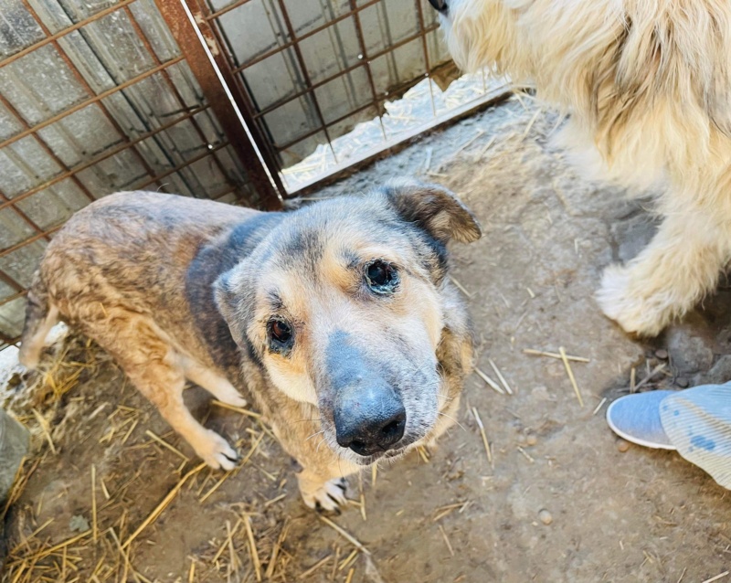 ROSE - chien Bacau adoptée par Cœur de Minous 7a924d10