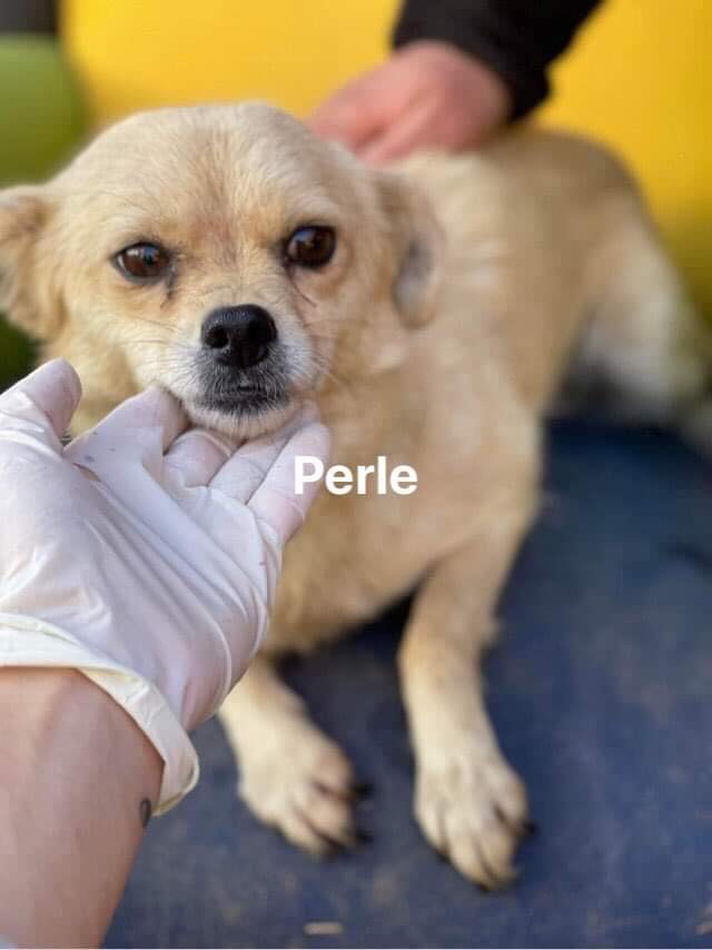 PERLA - chien Nicoleta  7b1d8c10