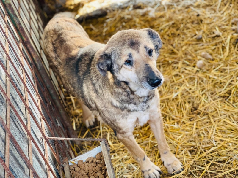 ROSE - chien Bacau adoptée par Cœur de Minous 7ce03810