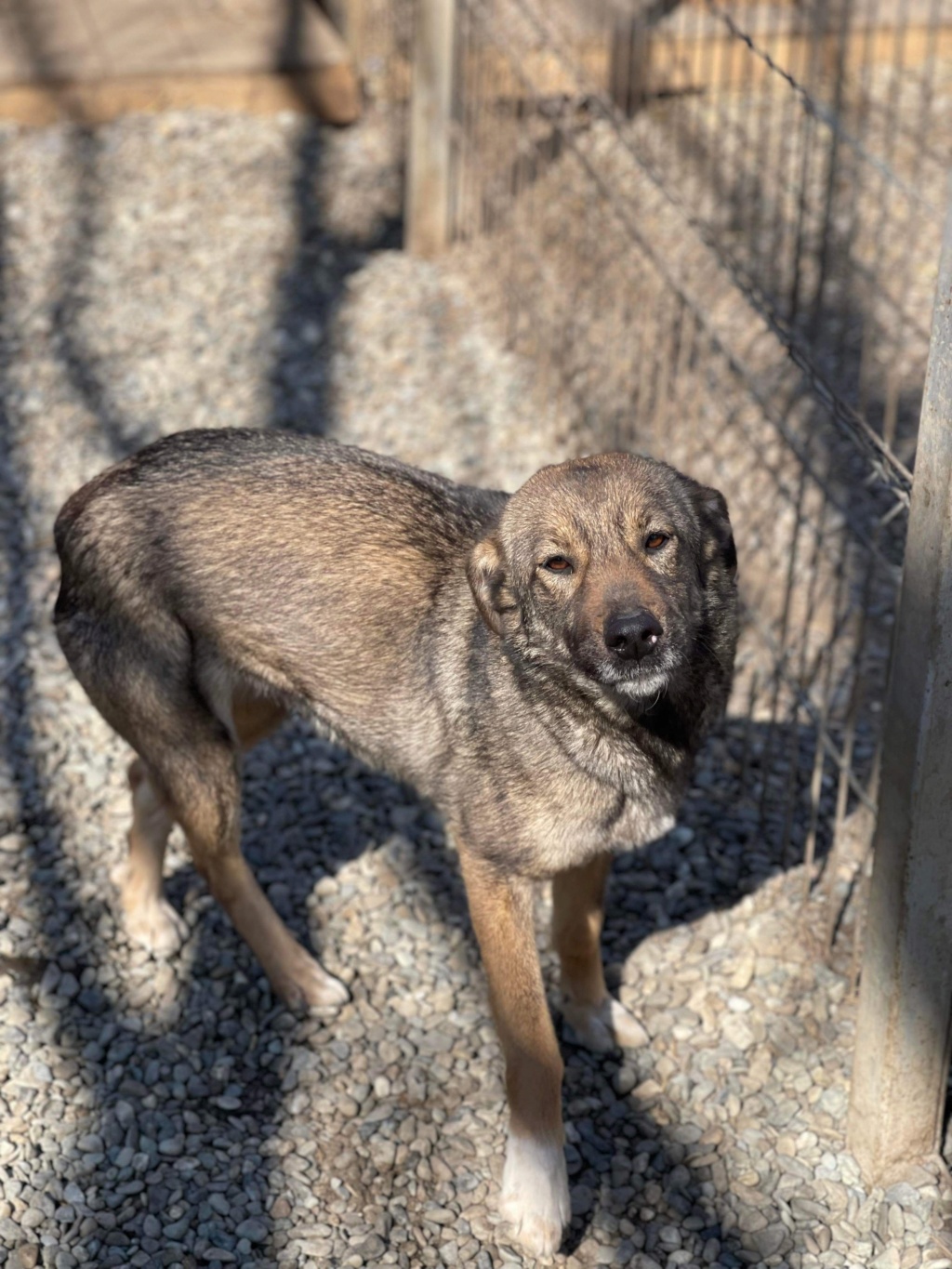 SUNDEEP ✅ (Riandre Geneviève ) - sauvetage du 22/04/21 - chip ok adoptée par Alexandra Meyerowitch 60  85a04e10