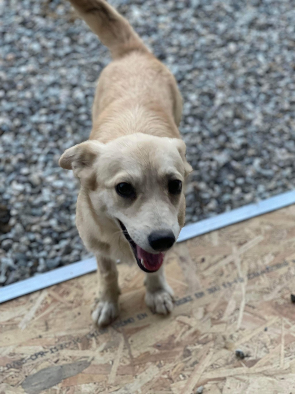 DOTTY - chiot Elena adoptée par Virginia R. dans le 94 8f564710