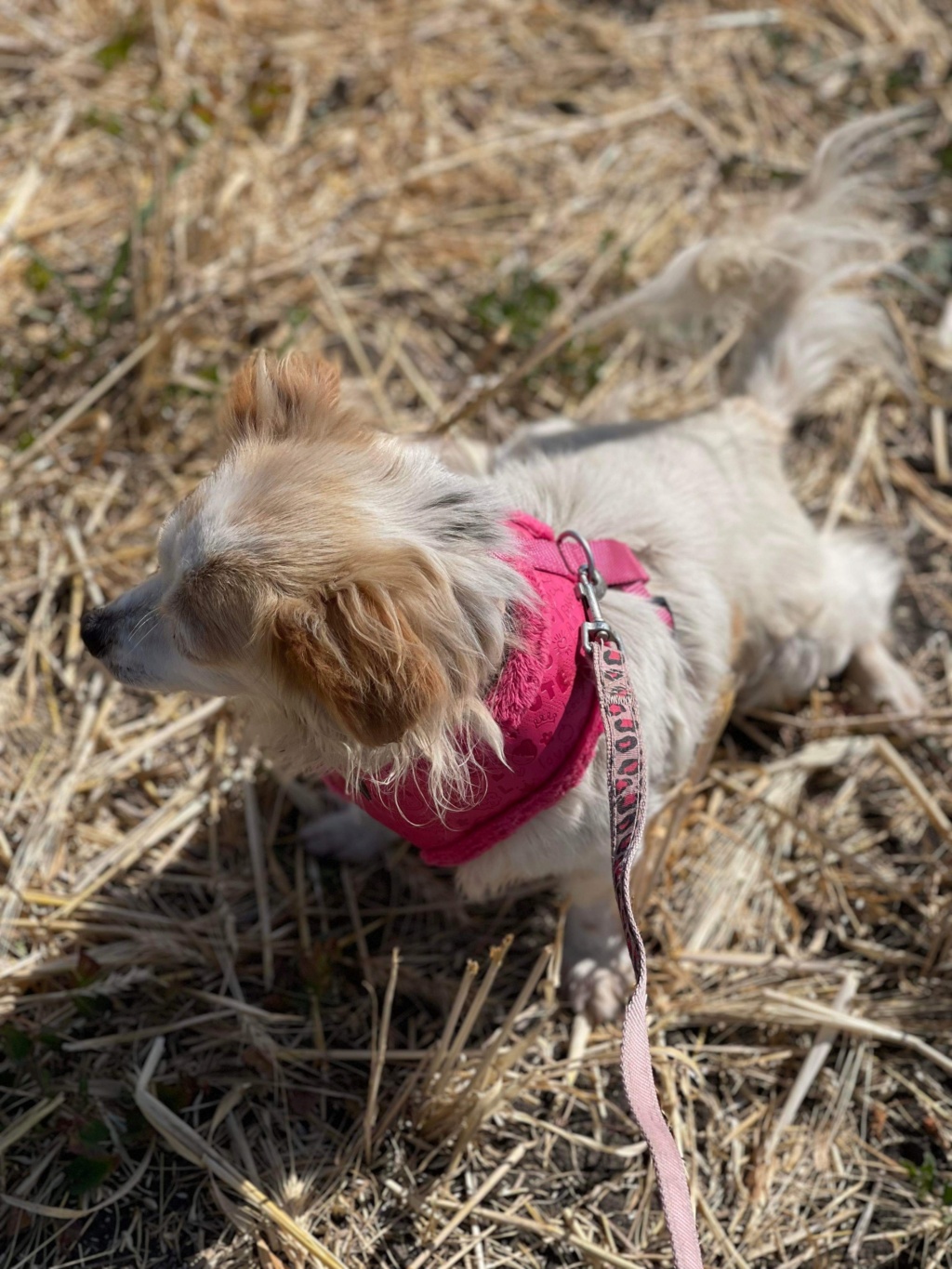 POLY - chien Nicoleta adoptée par PASSEBECQ Virginie 83 95a02410