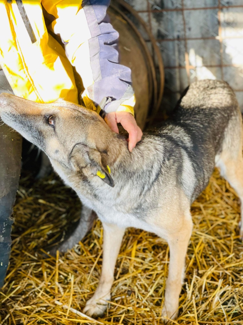 BELLA (Olivier A.) - sauvetage Calarasi 09/09/2021 - chip ✅ adoptée par Dénis C. dans le 13 97fca510