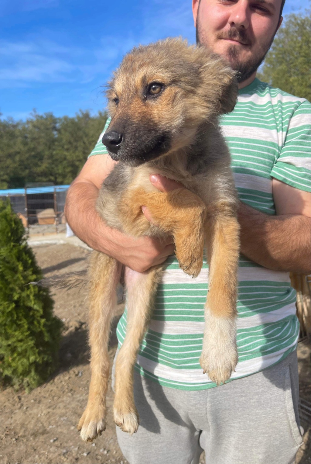 LOUU Chiot 2 (Adeline D)  - sauvetage Mathilde adoptée par Maxence S. dans le 26 99696410