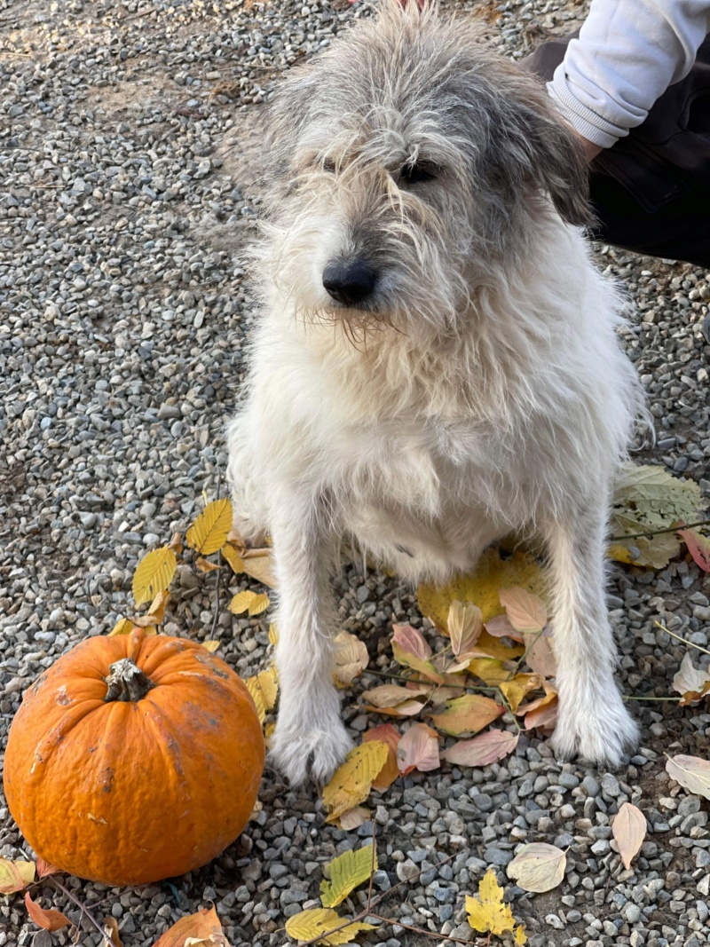 TOSHKA Chien 9187 ✅  (Sabine Ankenbrank) - Calarasi sauvetage 14/02/2022 adoptée par Ingrid BALOCCO 38 9af24010