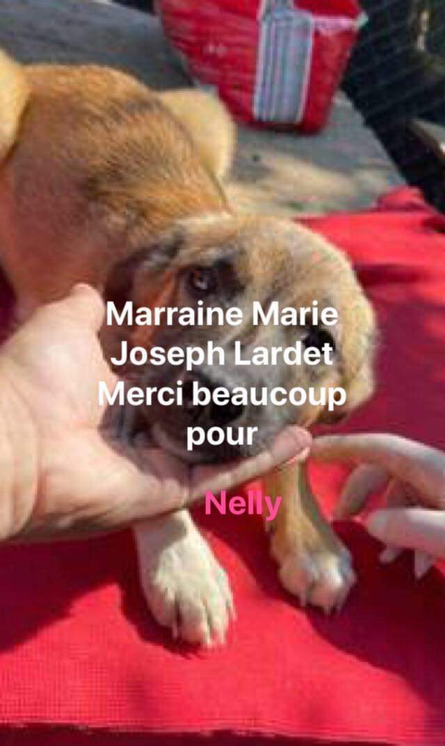 NELLY ( Marie Joseph Lardet) sœur 2 - jeune chien Elena  A0be6f10