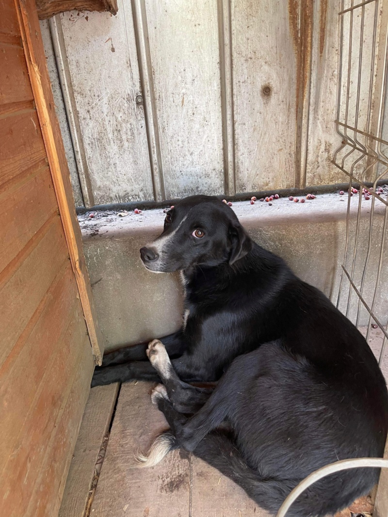 SOLO chiot  - (Marie Joseph LARDET) - calarasi 15/06/2022 ✅ adopté par PERROLLAZ Gaëlle 74 A37c5410