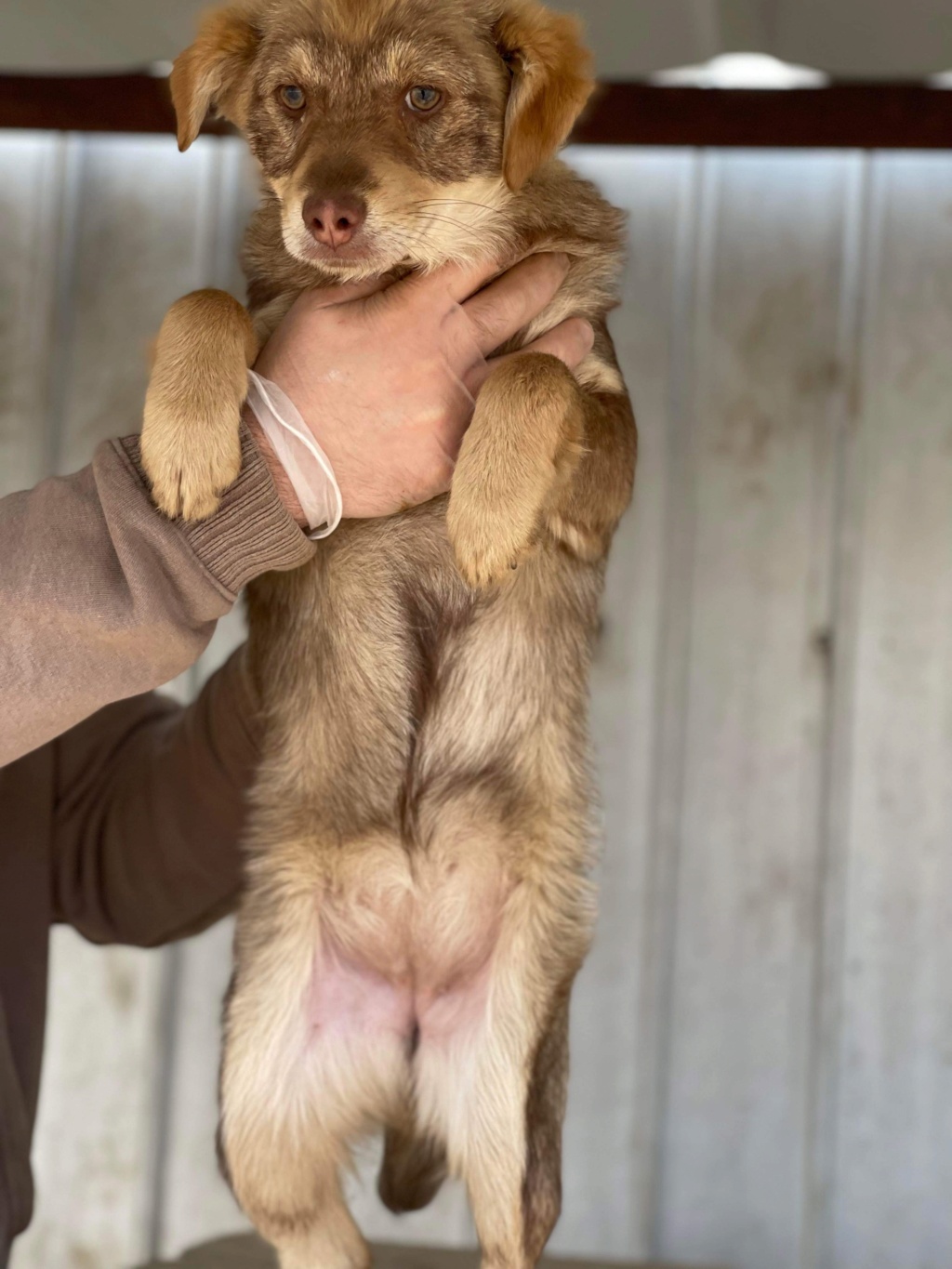 CLOCHETTE (Elena SP)  fratrie 8 chiot - chiot adopté par Marie Laure M. dans le 46 B6ebc110