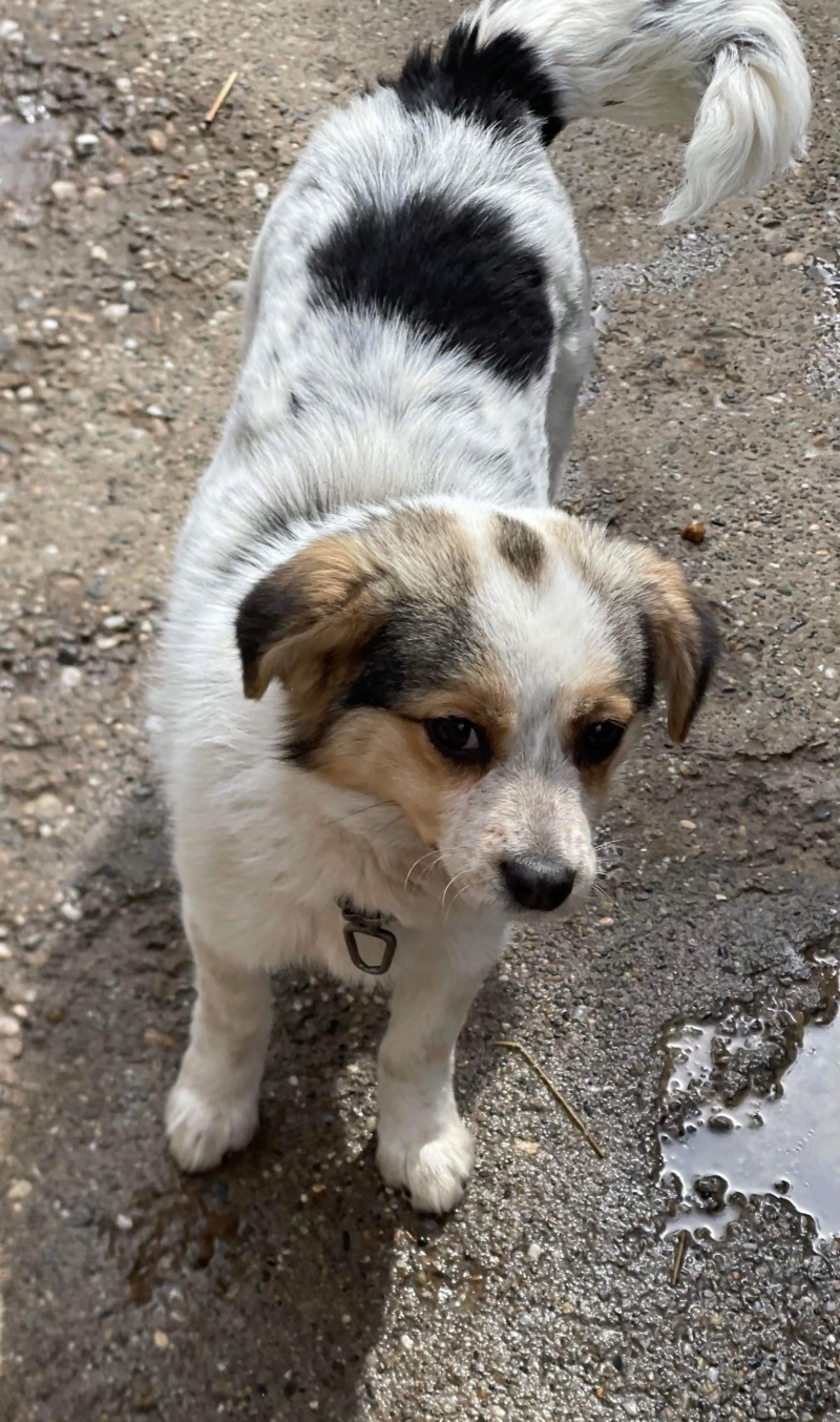 IONA (Elena SP) - chien adoptée par Carole S. dans le 49 Bb0b7210