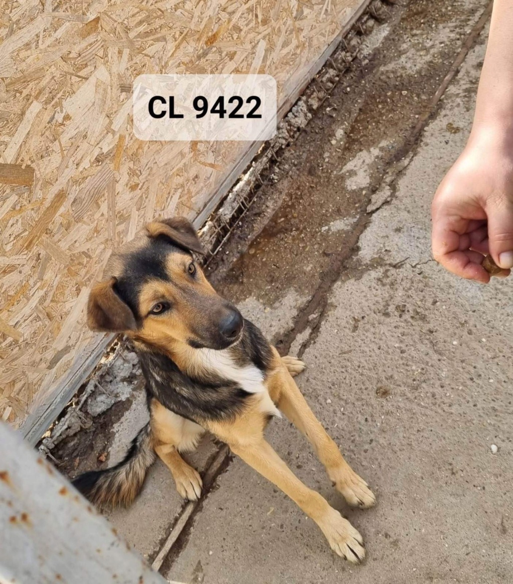 ESPOIR chien 9422(KIM KIM) ✅  - sauvetage Calarasi 21/12/2022 - THIONVILLE  Bf5f0910