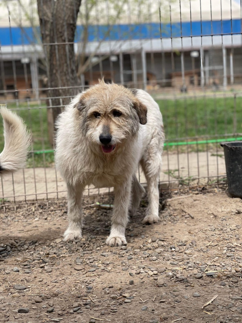 TOSHKA Chien 9187 ✅  (Sabine Ankenbrank) - Calarasi sauvetage 14/02/2022 adoptée par Ingrid BALOCCO 38 C7a50310