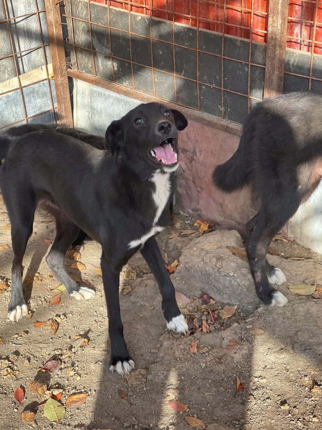 ROSEA (Christine Geinoz)  - bébé F Calarasi  C8950010