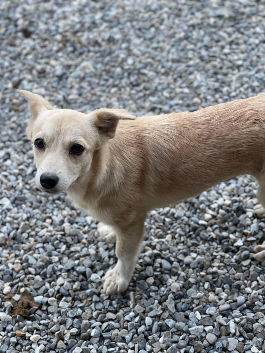 DOTTY - chiot Elena adoptée par Virginia R. dans le 94 C985dc10