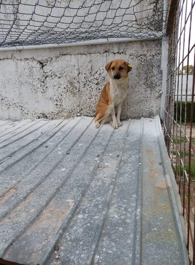 CALIMERO chien 9089 (Marie Joseph LARDET) - sauvetage Calarasi (Costin) 21/12/2022 ✅  en famille d'accueil chez Amélie TOUSSAINT (56) D1a71d10