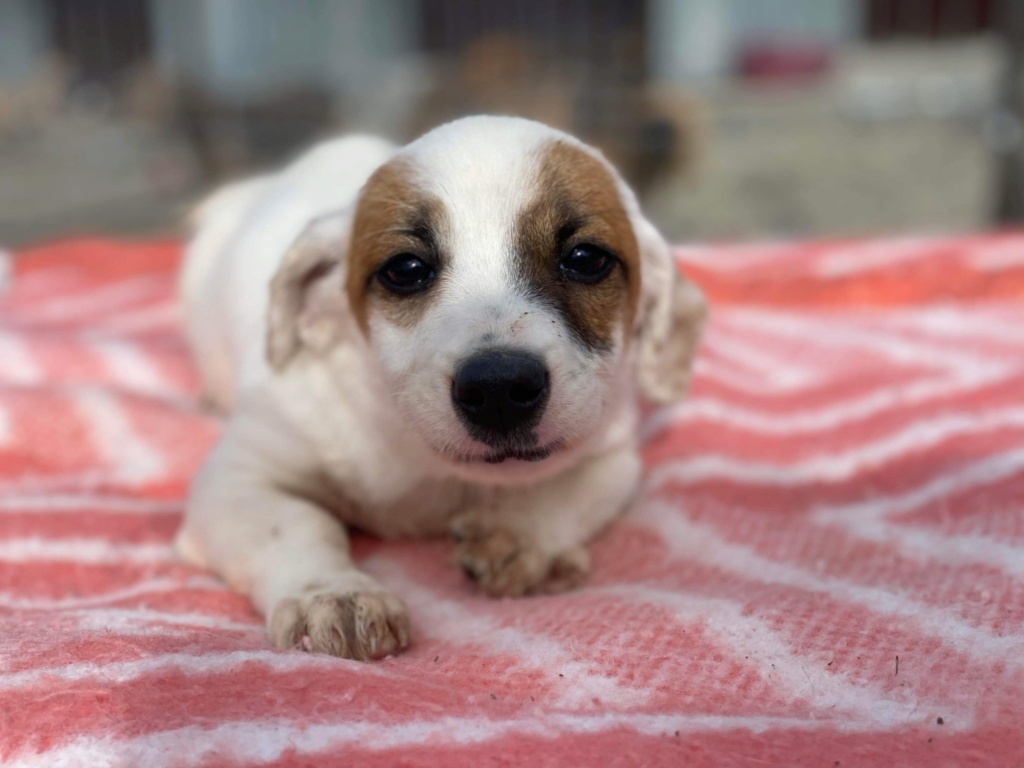 ELSA - chiot Elena adoptée par Marie F. dans le 69 D4528c10