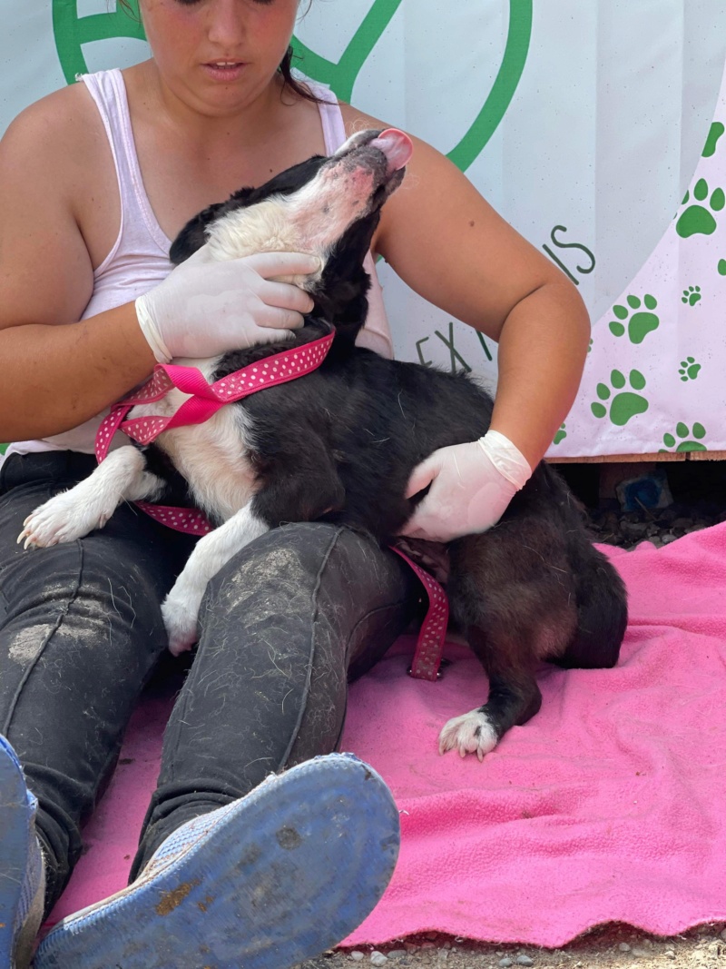 LAKY - chien Nicoleta adoptée par Catherine L dans le 77 Da9c0010