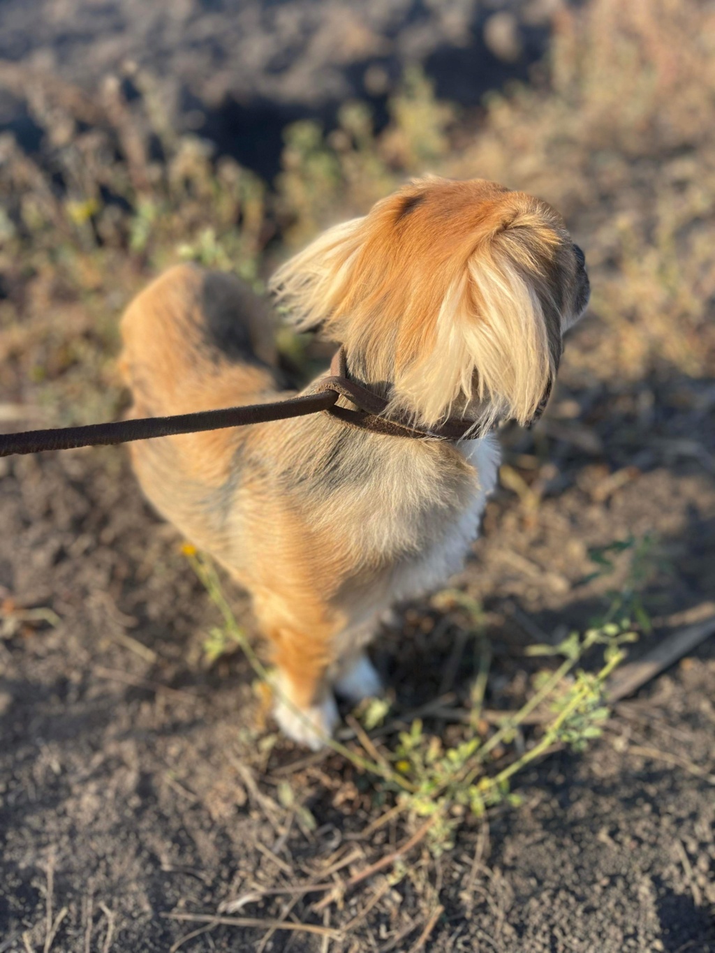 ROKY - chiot Nicoleta adopté par DIVINE Manoel 67 Dea19c10