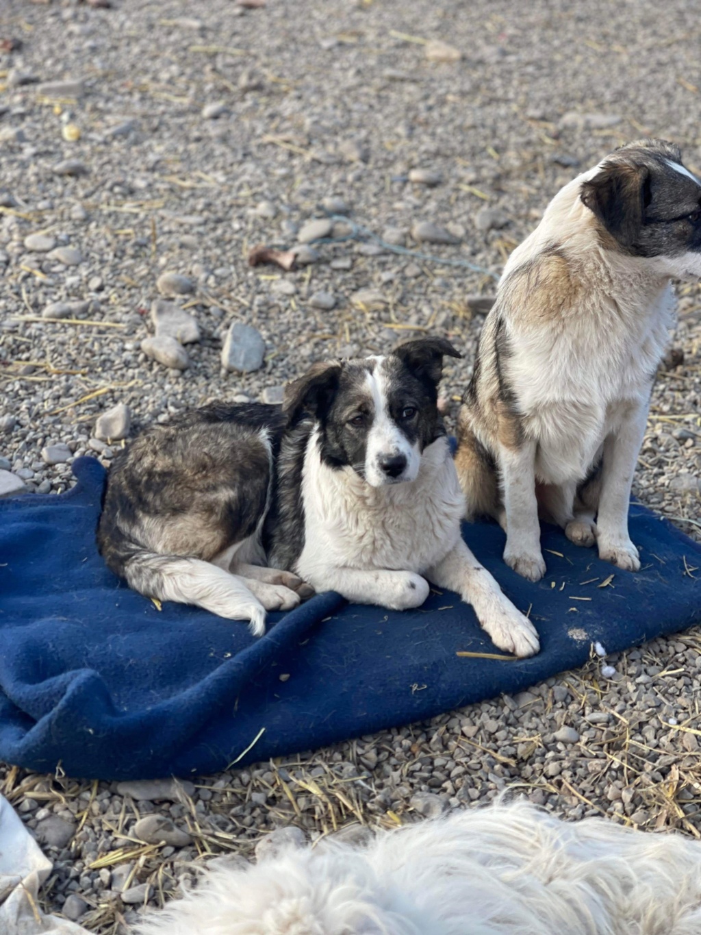 PRUNE (Audrey MATHÉ) - chien Nicoleta - petite taille adoptée par Myriam U. 67 E1792910