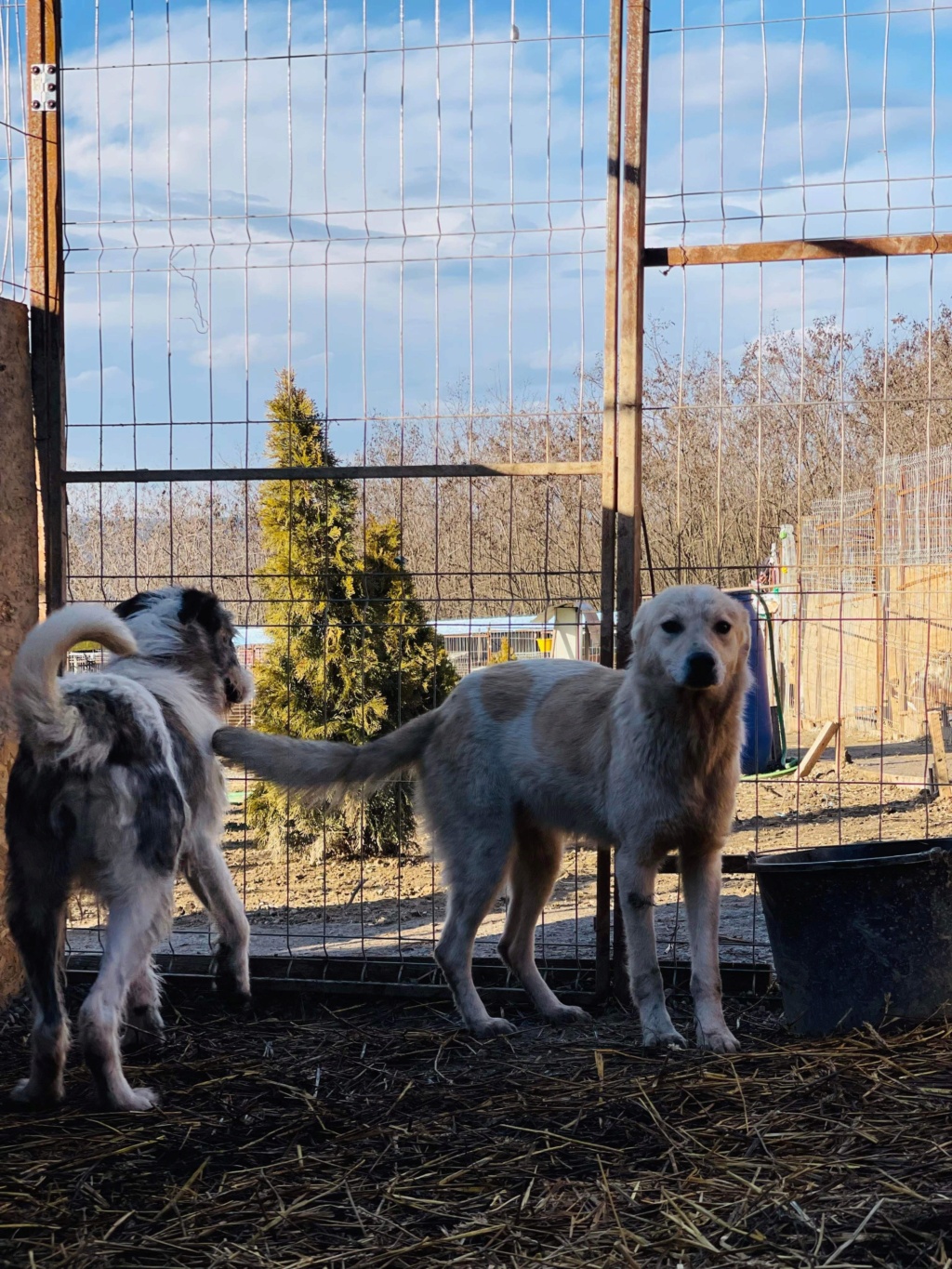 LARA (Cannelle LD) ✅ - sauvetage Elena maison Bacau 15/04/2022 adoptée par Cécile M-B dans le 91 - Retour Adoption en FA chez Nelly dans le 91 E379ab10