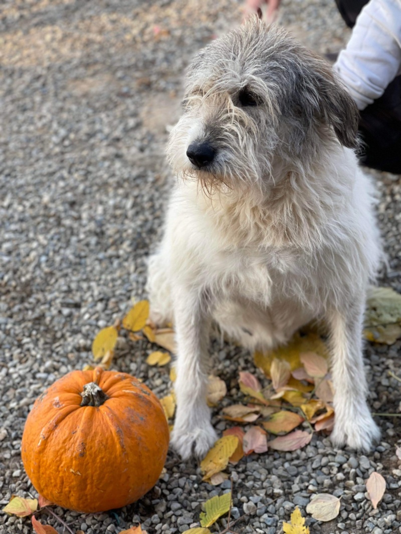 TOSHKA Chien 9187 ✅  (Sabine Ankenbrank) - Calarasi sauvetage 14/02/2022 adoptée par Ingrid BALOCCO 38 F95b0c10