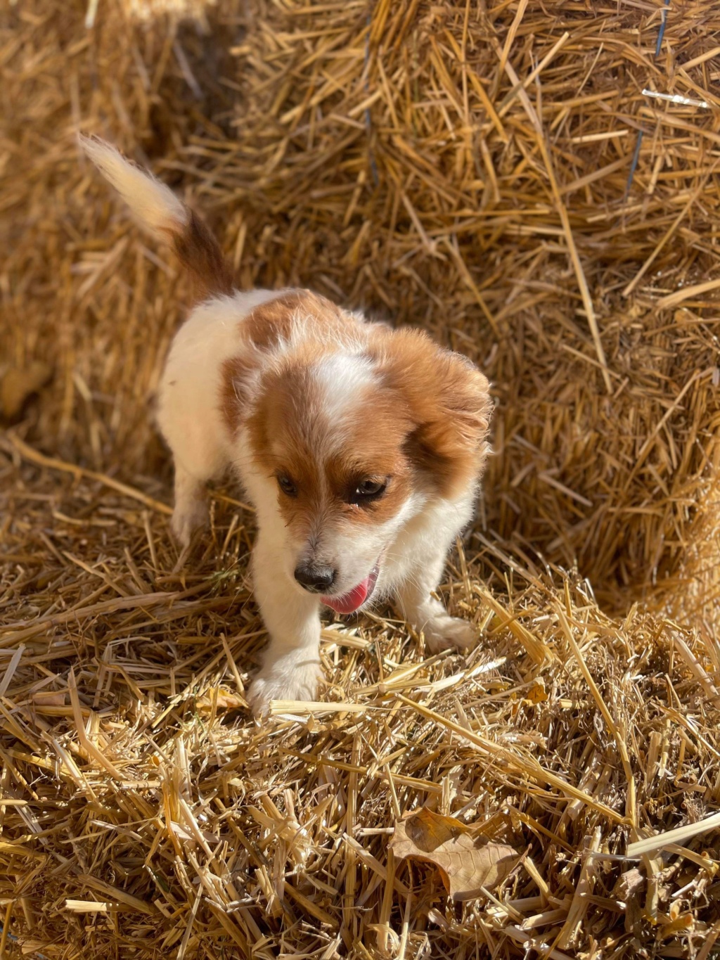 JOYY  (Véronique L C) - sauvetage chiot 4/10/2023 adoptée par Sergio T. dans le 26 Img_1125