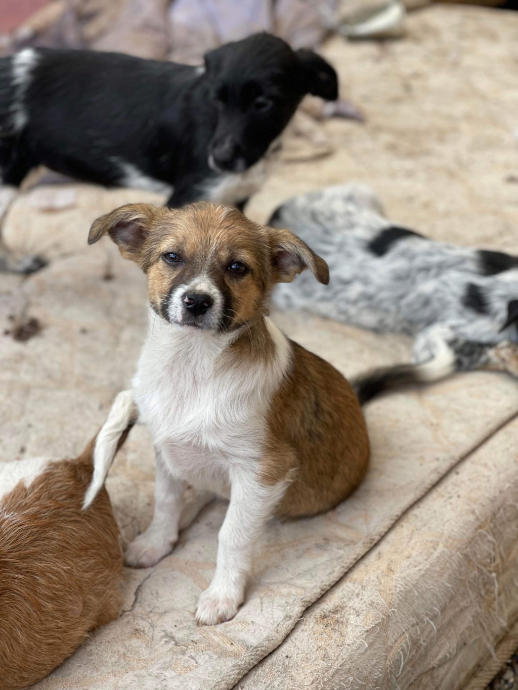 LOKI (Elena SP)- chiot de Belle -  adopté par Julie D. M dans le 69 Img_1963