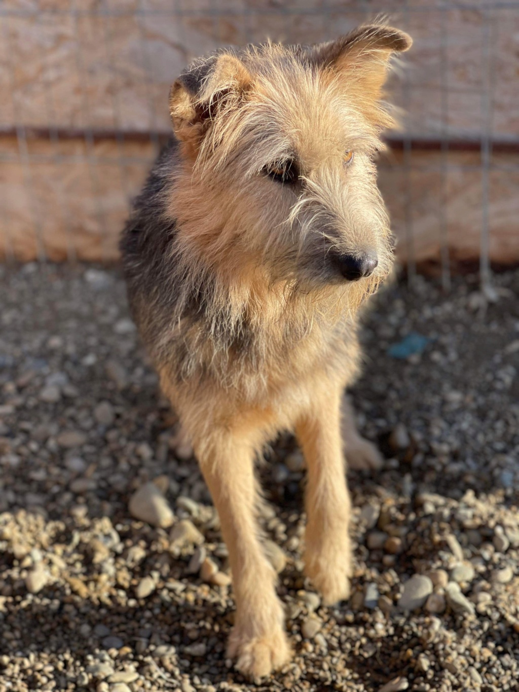 TIANA  chien 9841 (Mylène BURKEL) ✅ - sauvetage Calarasi 21/12/2022 adoptée par Laurent G. dans le 61 Img_2291