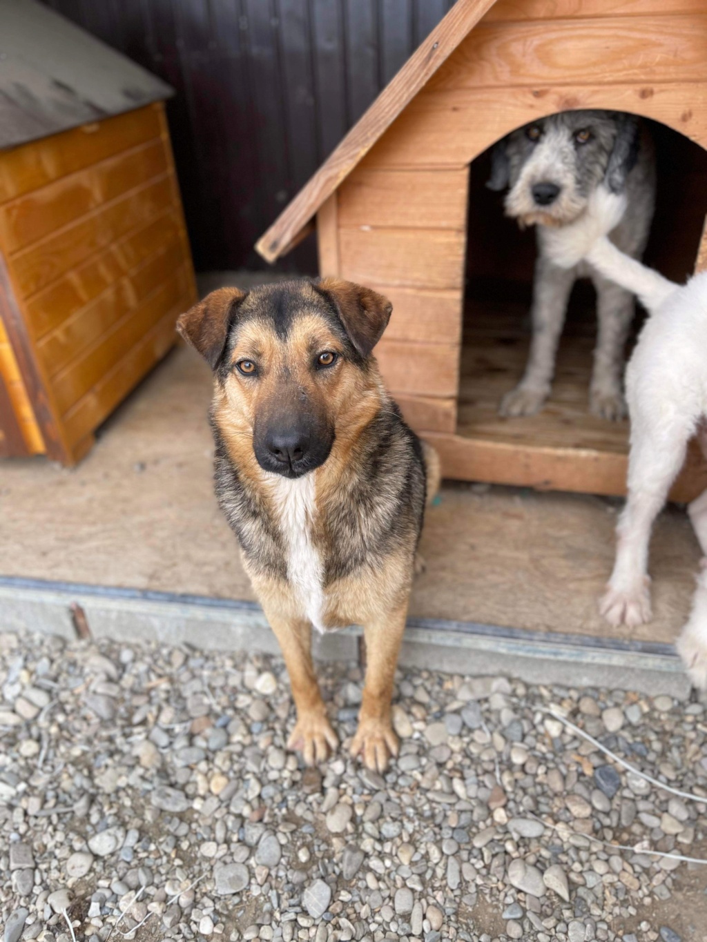 ESPOIR chien 9422(KIM KIM) ✅  - sauvetage Calarasi 21/12/2022 - THIONVILLE  Img_4370