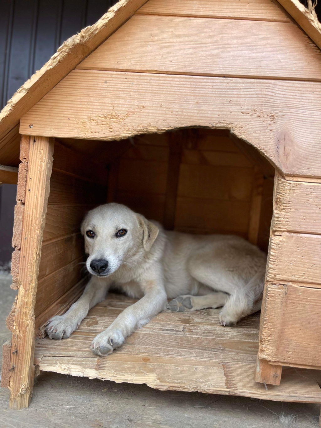 LARA (Cannelle LD) ✅ - sauvetage Elena maison Bacau 15/04/2022 adoptée par Cécile M-B dans le 91 - Retour Adoption en FA chez Nelly dans le 91 Img_4387