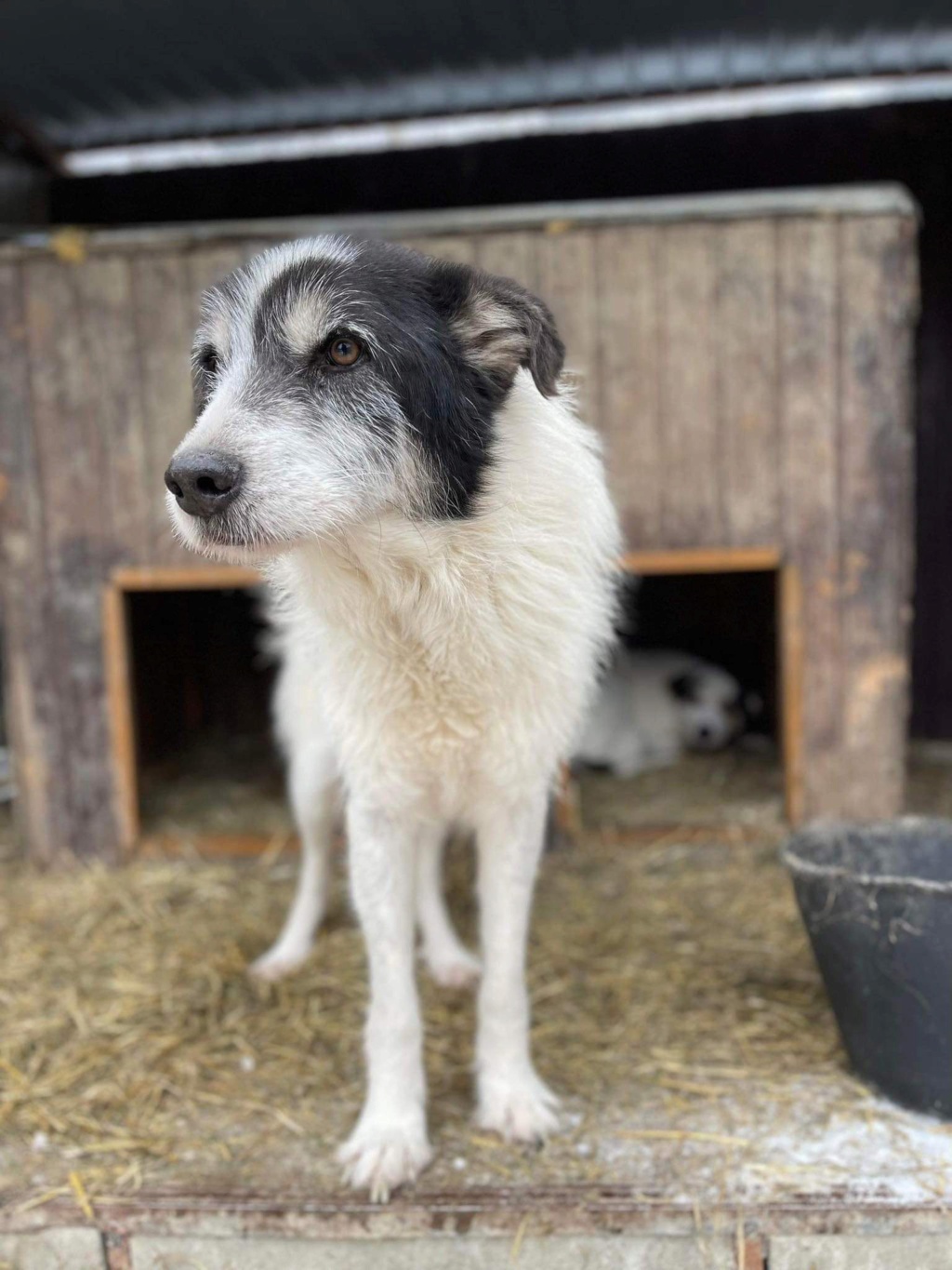 TAYO (Sabine ANKENBRANK) - chien de Sabine  Img_4977