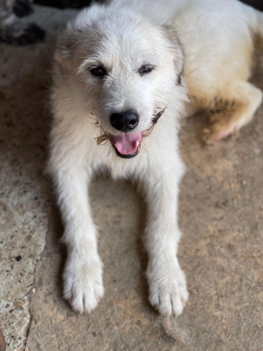COCO (COCONUT) - chien Elena adopté par Claire-Marie H. (85) - Retour Adoption - Adopté par Arlette B. dans le 02 Img_6224