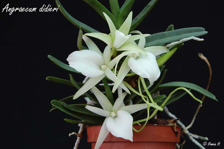 Angraecum didieri Angrae10