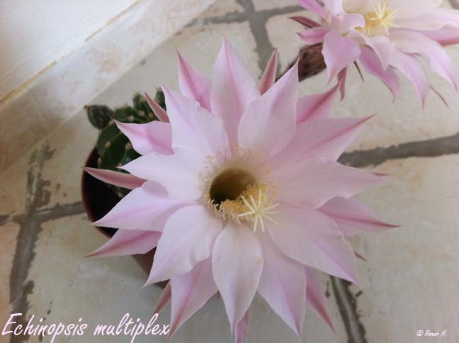 Echinopsis multiplex Echino10