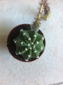 Echinopsis multiplex Photo_11