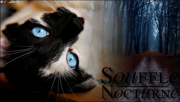 Souffle Nocturne • 32 lunes • Guerrier • Clan du Tonnerre Souffl10