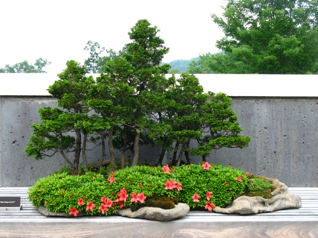 American Bonsai at the NC Arboretum - Page 3 Hinoki11